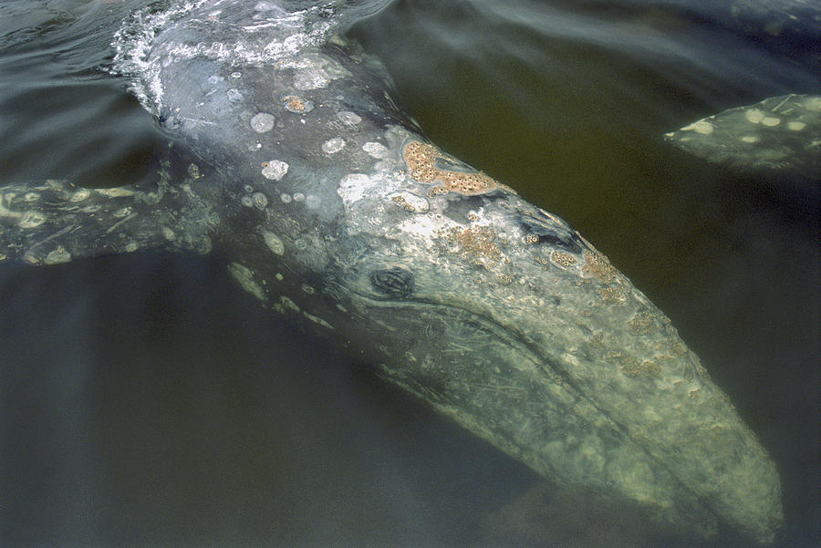 Gray Whale Filter Feeding Clayoquot Photograph by Flip Nicklin