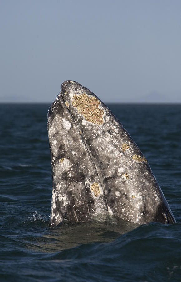 Gray Whale Spyhopping San Ignacio Photograph by Suzi Eszterhas