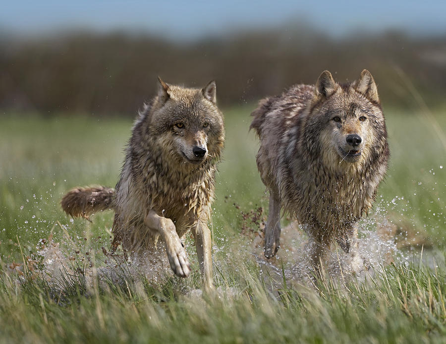 Gray Wolf Canis Lupus Pair Running Photograph by Tim Fitzharris