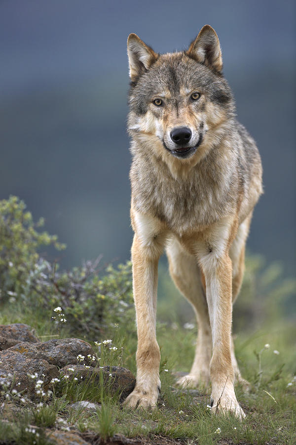 Gray Wolf North America Photograph by Tim Fitzharris