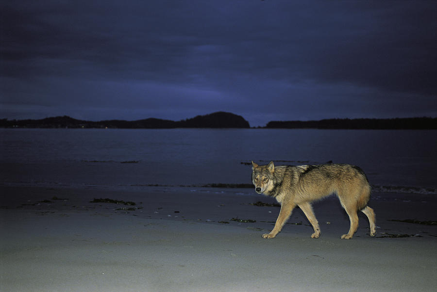 Gray Wolf On Beach At Twilight by Joel Sartore