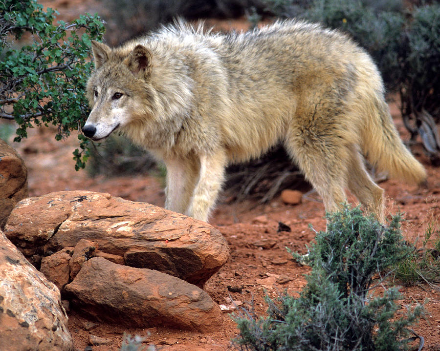 Gray Wolf on the Hunt Photograph by Larry Allan - Fine Art America