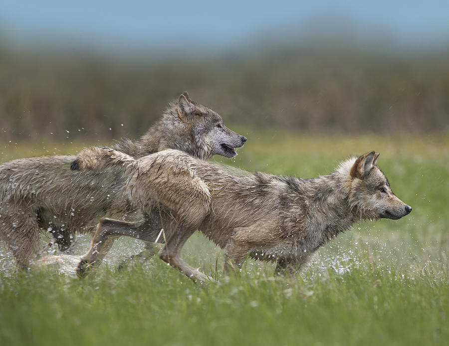 Gray Wolf Pair Running Through Water Photograph by Tim Fitzharris