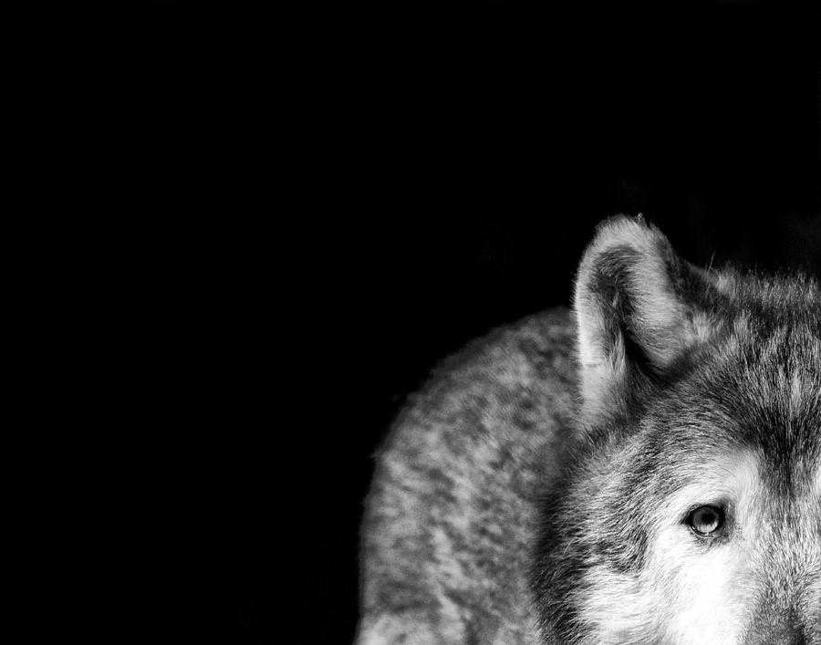 Gray Wolf Stare Photo Ive Got My Eye On You Photograph