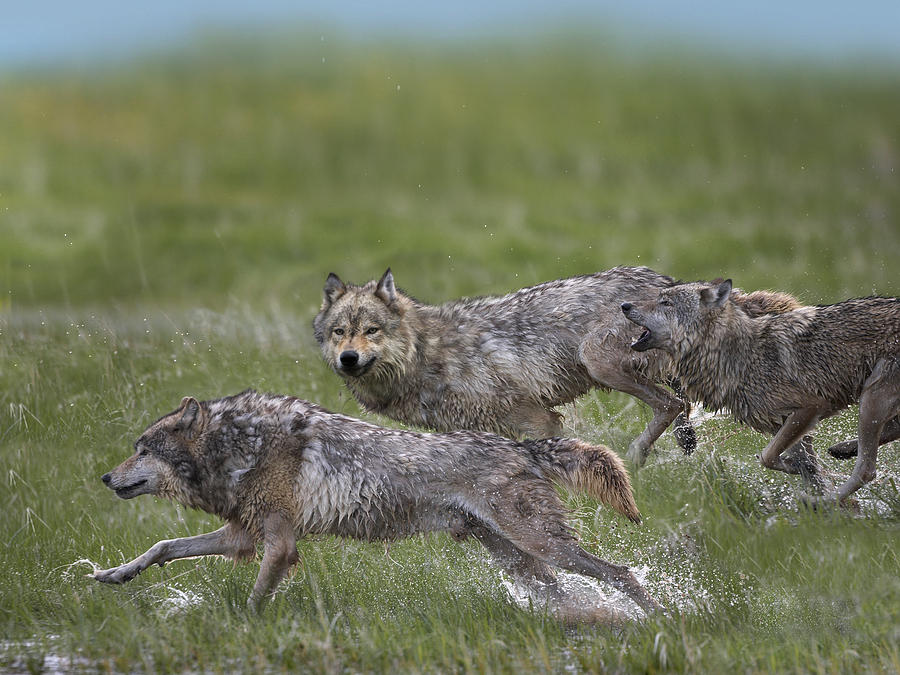 Animal Photograph - Gray Wolf Trio Running Through Water by Tim Fitzharris