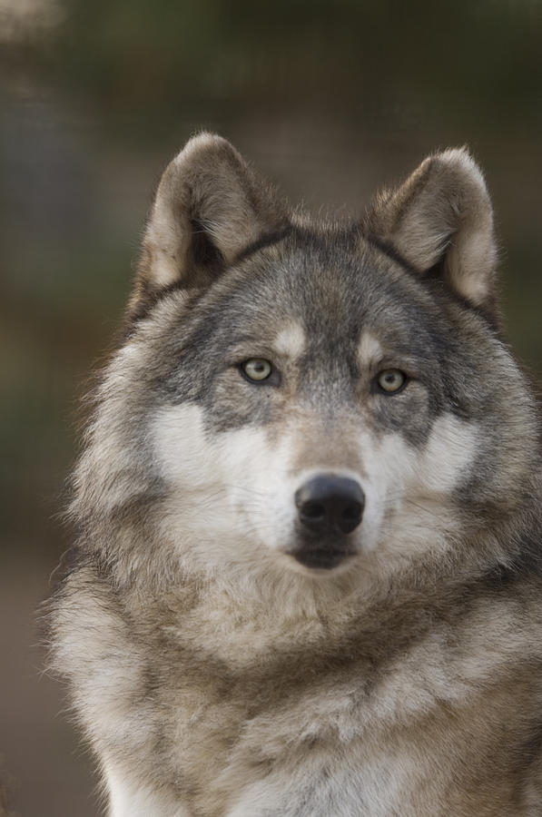 Gray Wolves Canis Lupus At The Rolling Photograph By Joel Sartore