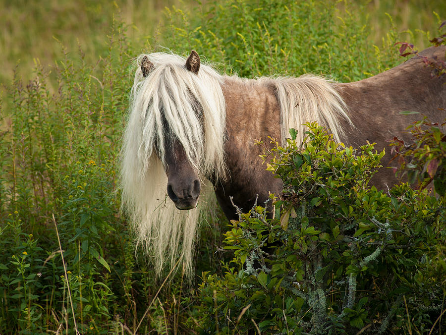 Grayson Pony 1 Photograph by Joye Ardyn Durham