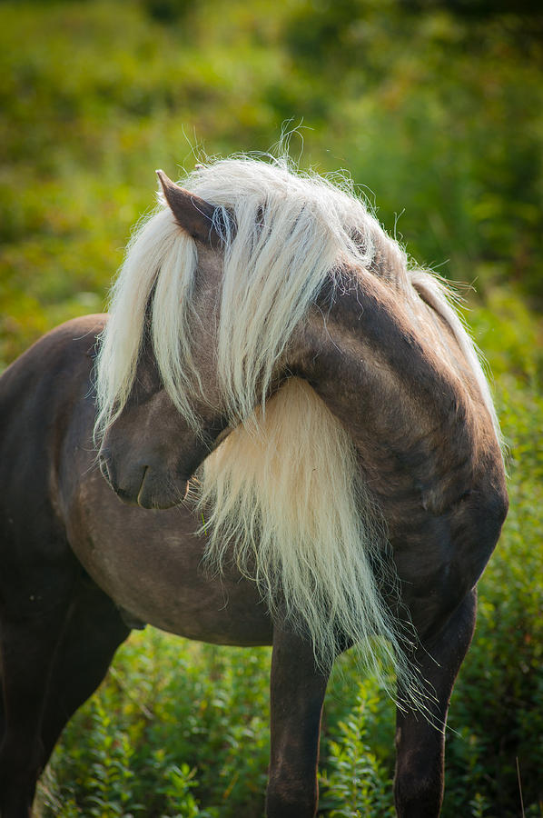 Grayson Pony 2 Photograph by Joye Ardyn Durham