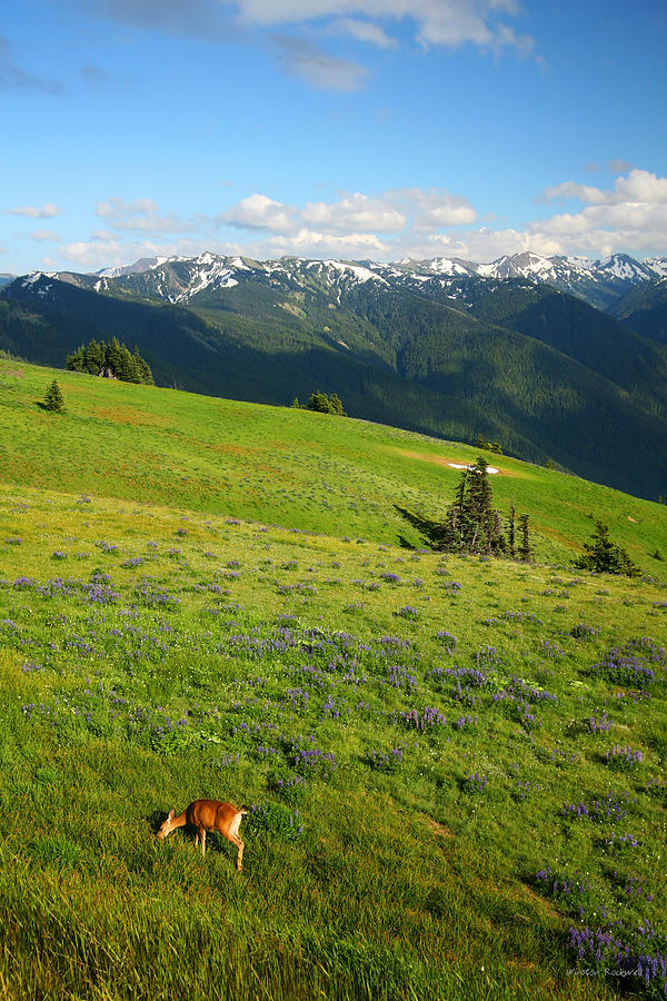 Mountain Photograph - Grazin in the Grass by Winston Rockwell