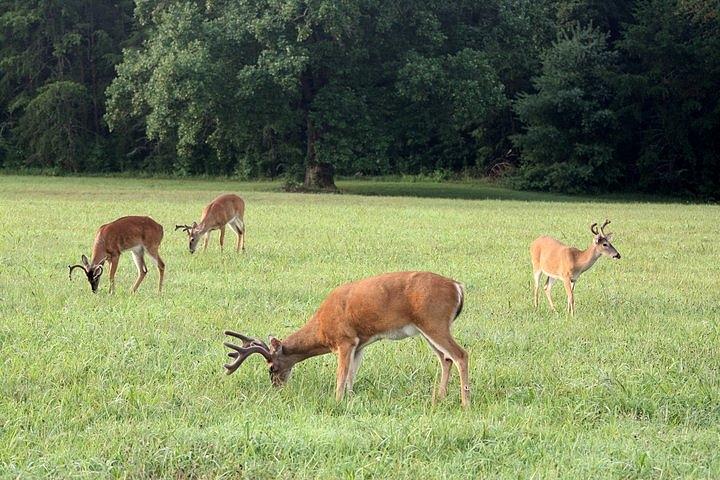 Grazing Photograph by Bobby Martin - Fine Art America