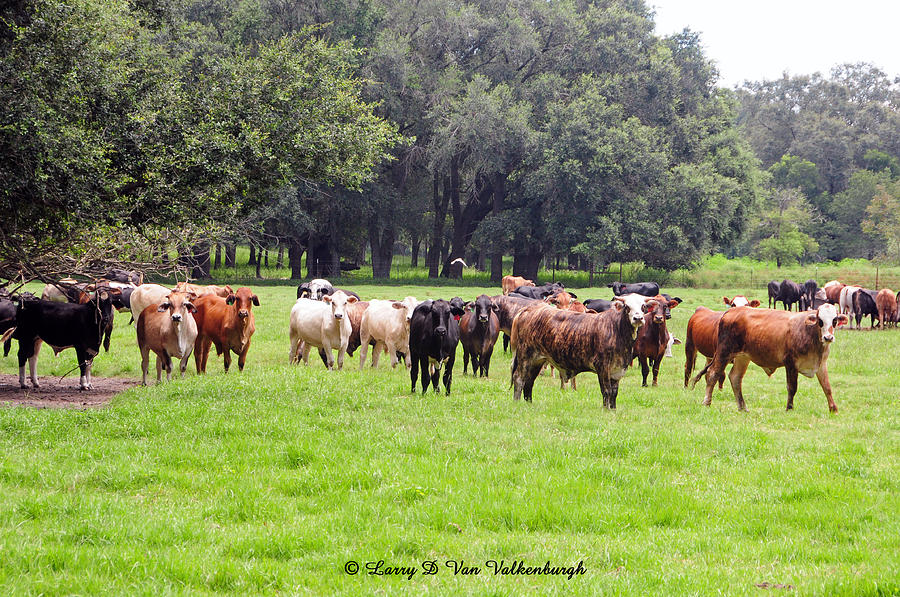 Tree Photograph - Grazing Cattle by Larry Van Valkenburgh