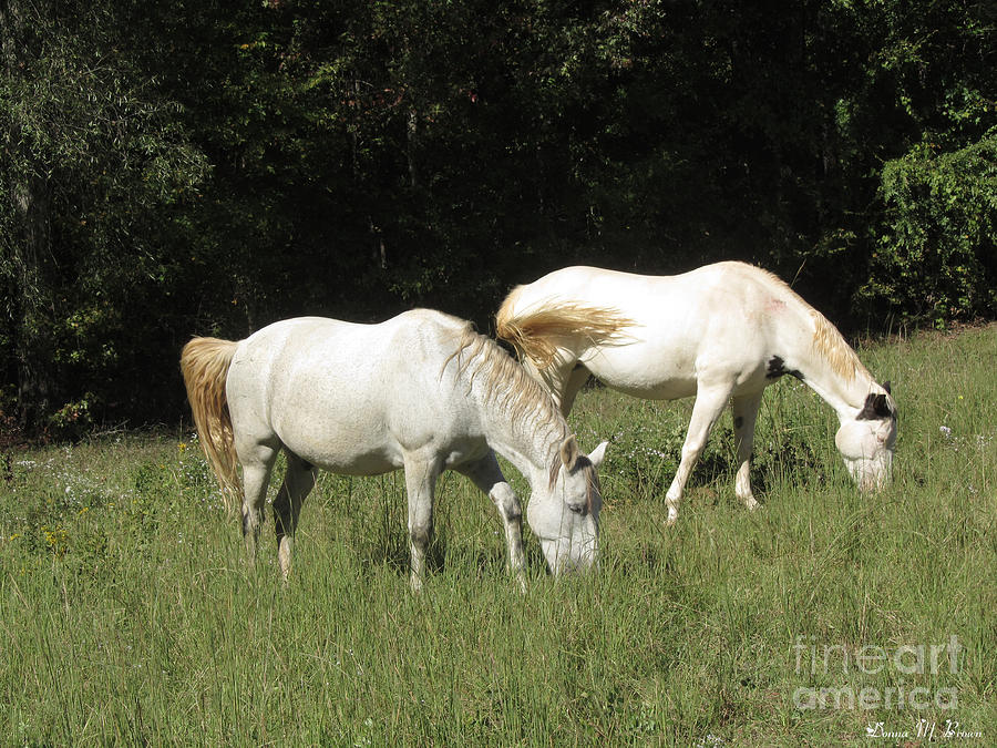 Grazing Photograph by Donna Brown