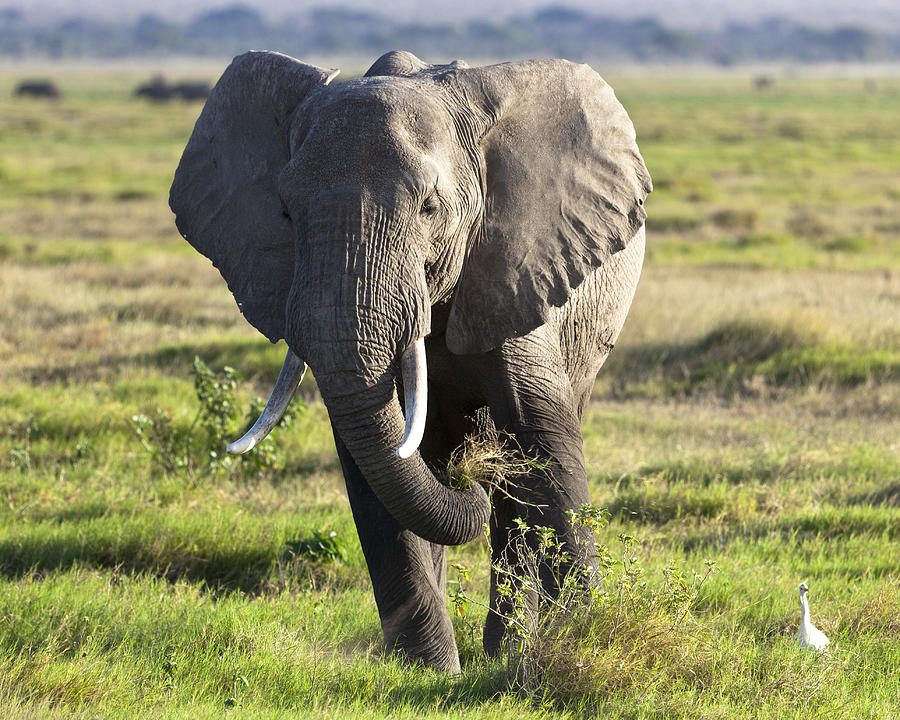 Grazing Elephant Photograph By Robert Selin - Fine Art America