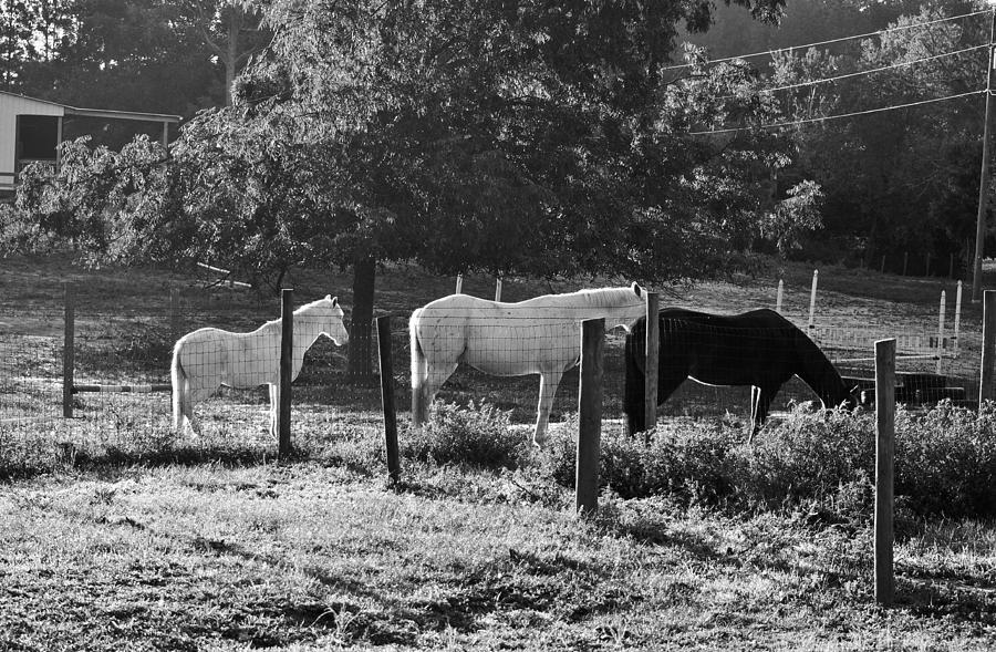 Grazing in The Sun Photograph by Marc Mesa - Fine Art America