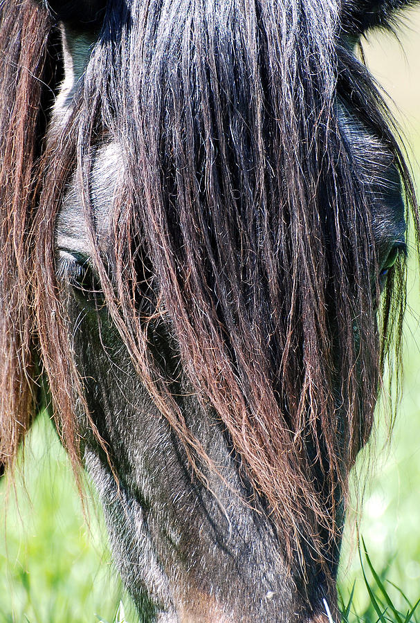 Grazing Photograph By Jacqueline Kinsey - Fine Art America