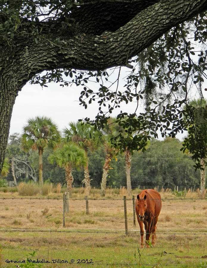 Horse Photograph - Grazing Lone Horse by Grace Dillon