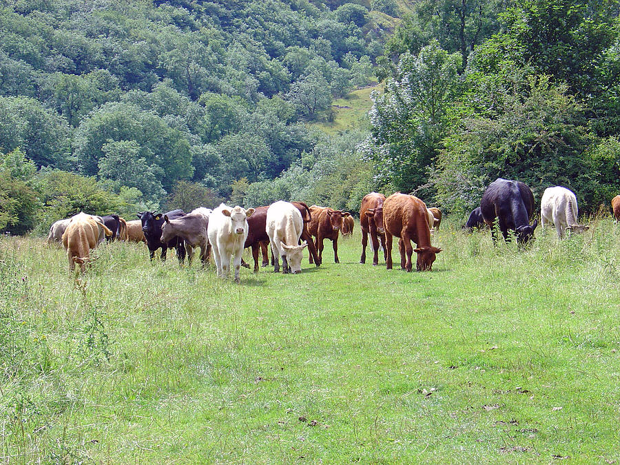 Summer Photograph - Grazing Party by Rod Johnson