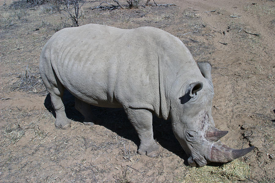 Grazing Rhino Namibia Photograph by David Kleinsasser