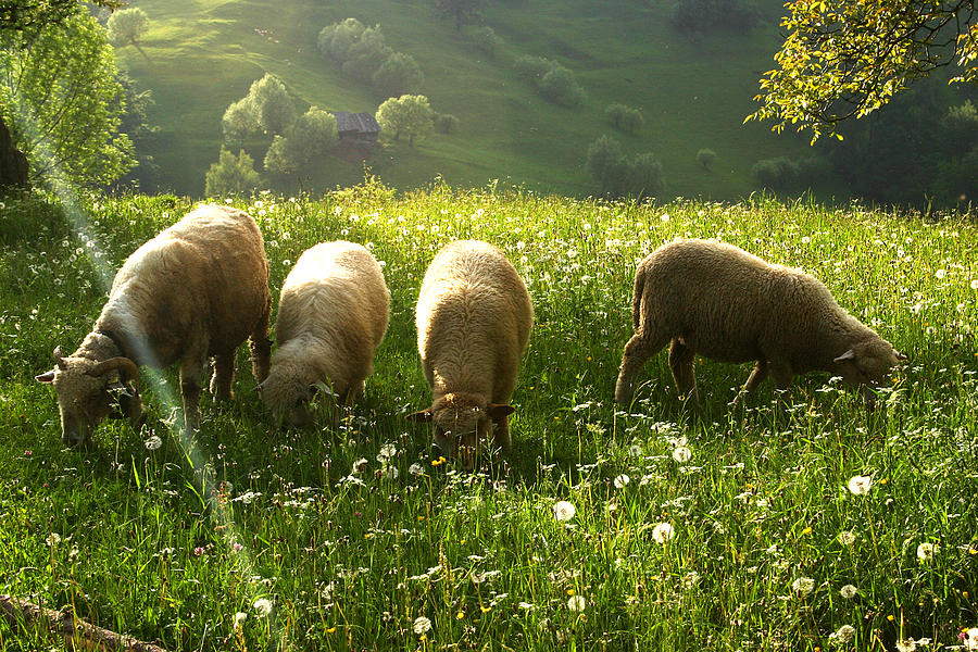 Grazing sheep Photograph by Emanuel Tanjala
