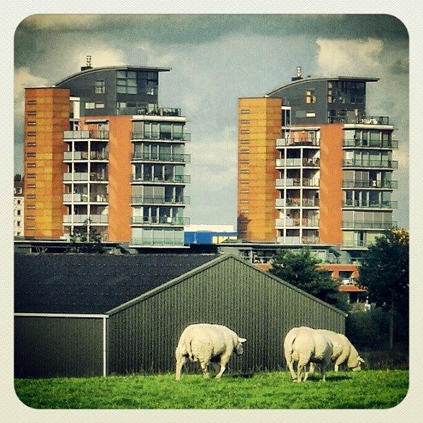 Sheep Photograph - grazing Sheep In Suburbs #suburbs by Sigit Pamungkas