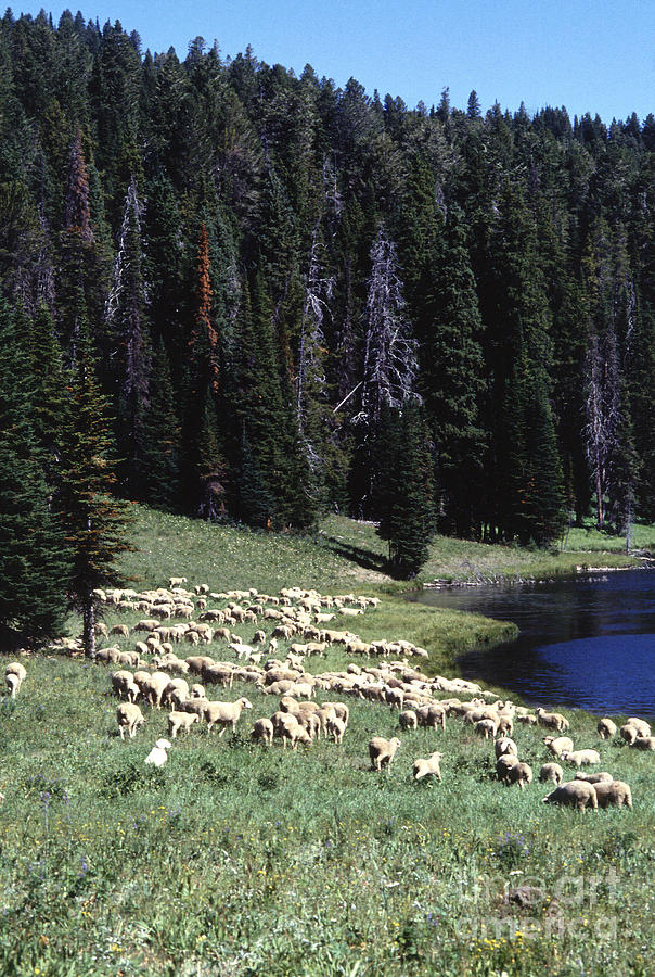 Grazing Sheep Photograph by Science Source