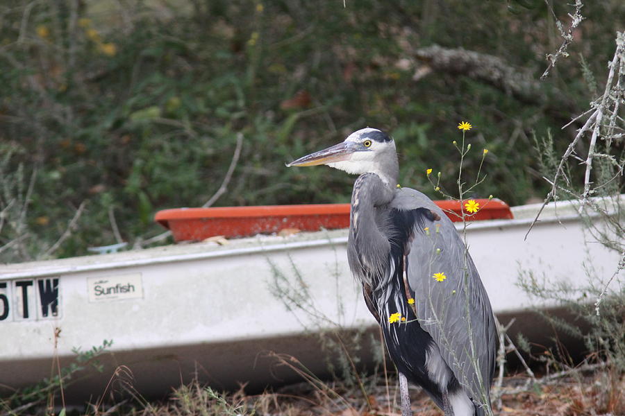 Great Blue Heron - Chicken of the Sea Photograph by Travis Truelove