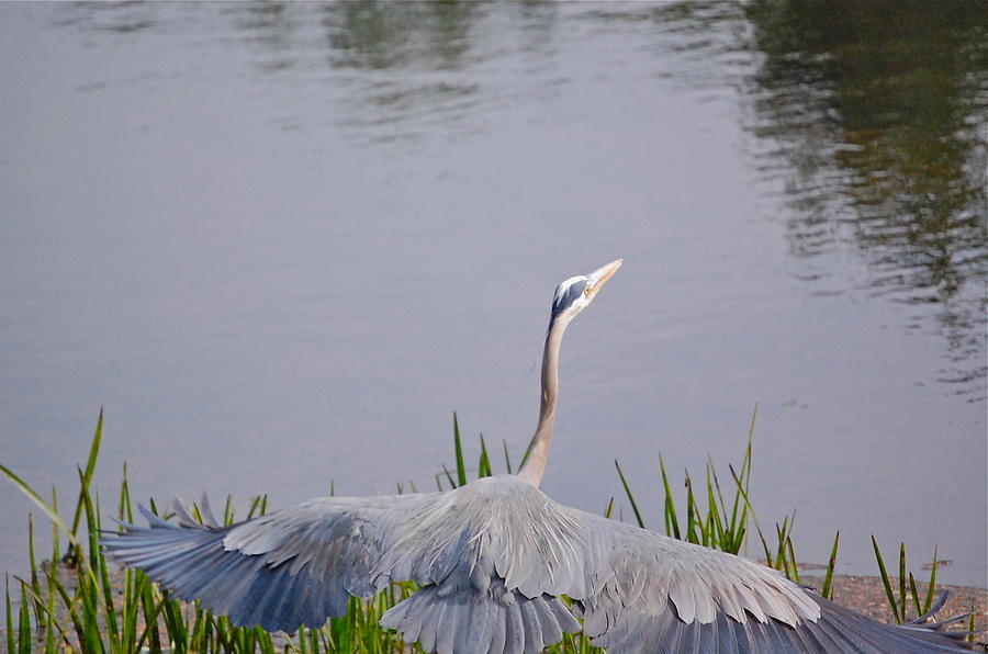 Great Blue Heron - Take-off Photograph by Mary McAvoy