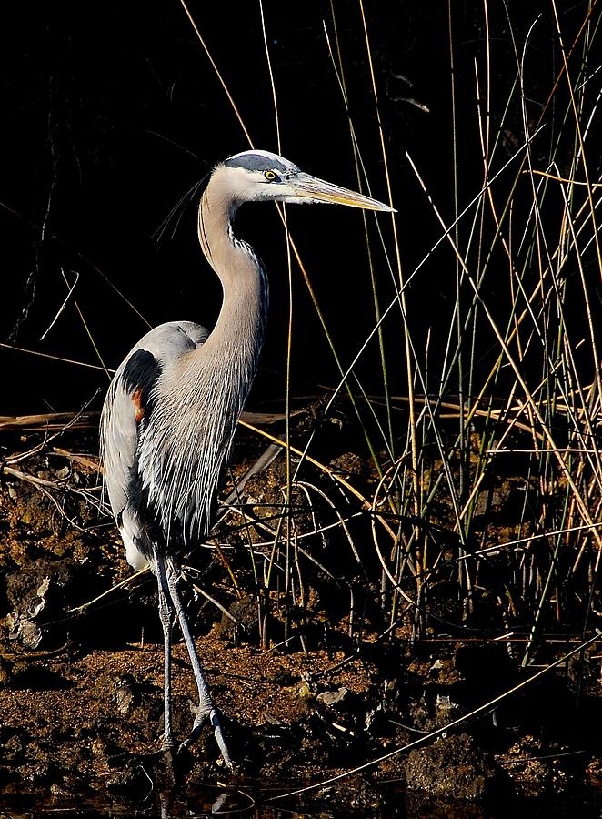 Great Blue Heron 1 Photograph by Kirk Stanley