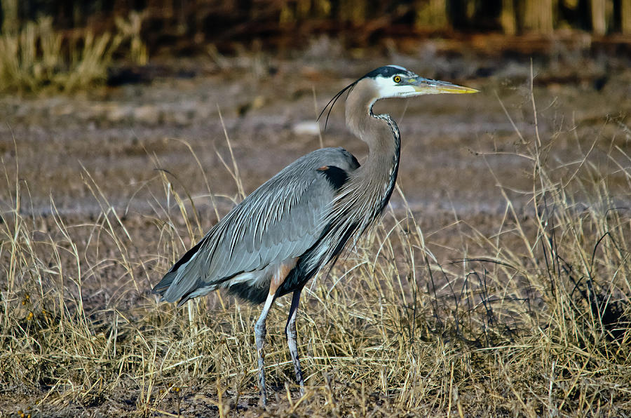 Great Blue Heron 2 Photograph by Harry Strharsky
