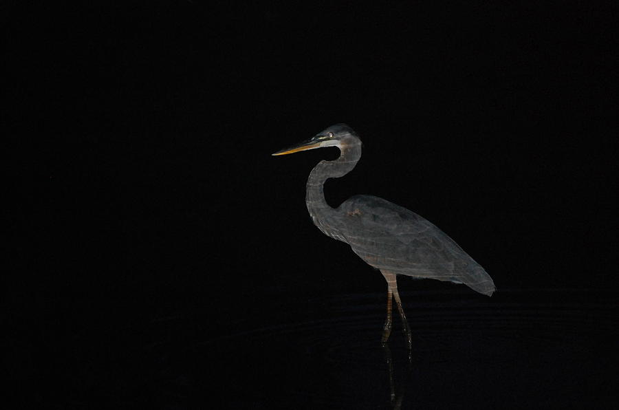 Great Blue Heron After Sundown Photograph by Mary McAvoy