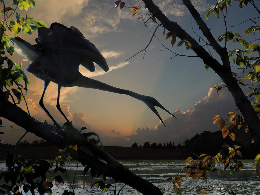 Heron Photograph - Great Blue Heron by Amalia Jonas