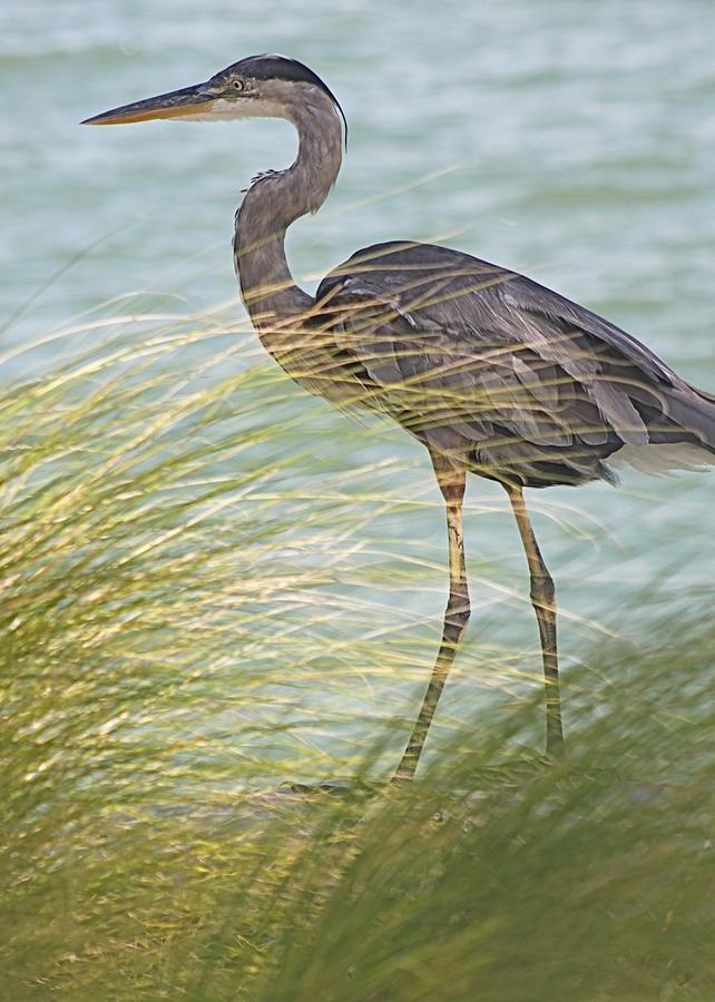 Great Blue Heron and Grass Photograph by Jeanne Juhos