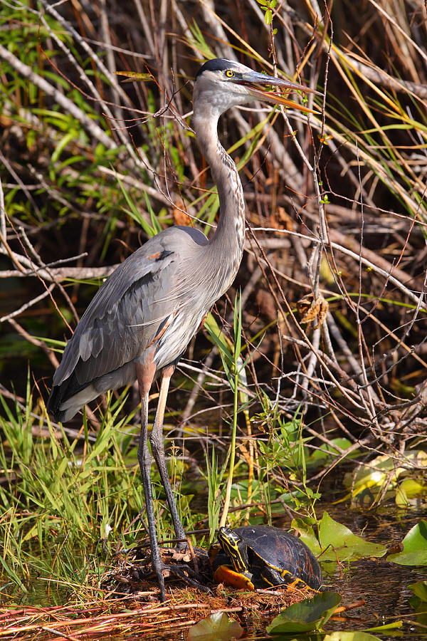 Great Blue Heron and Turtle Photograph by Bruce J Robinson