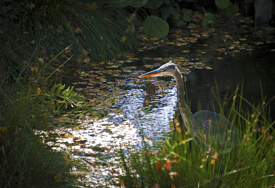 Great Blue Heron Photograph by Anthony Citro