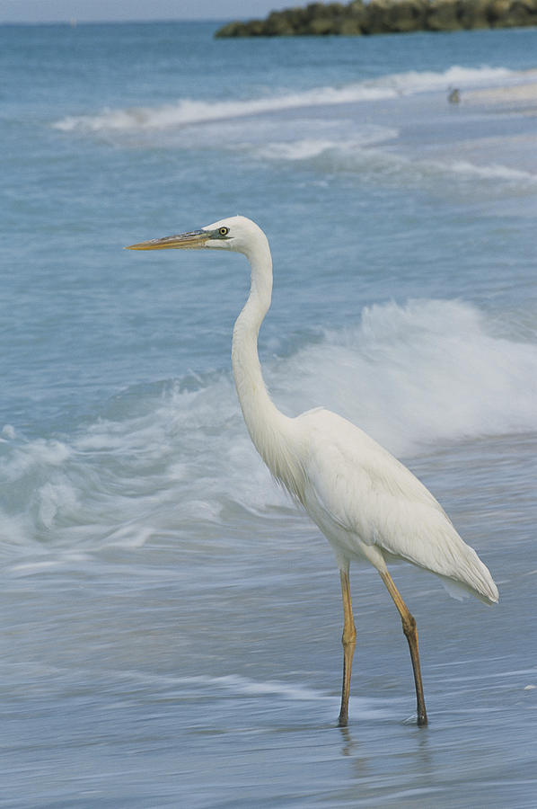 Great Blue Heron Ardea Herodias, White Photograph by Roy Toft