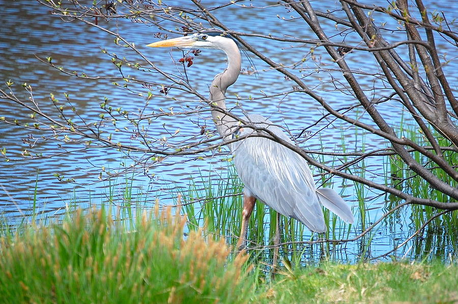 Great Blue Heron at Ponds Edge Photograph by Mary McAvoy