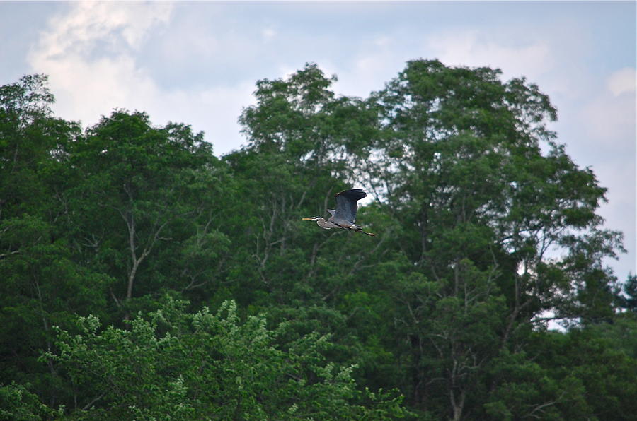 Great Blue Heron At Treeline Photograph by Mary McAvoy