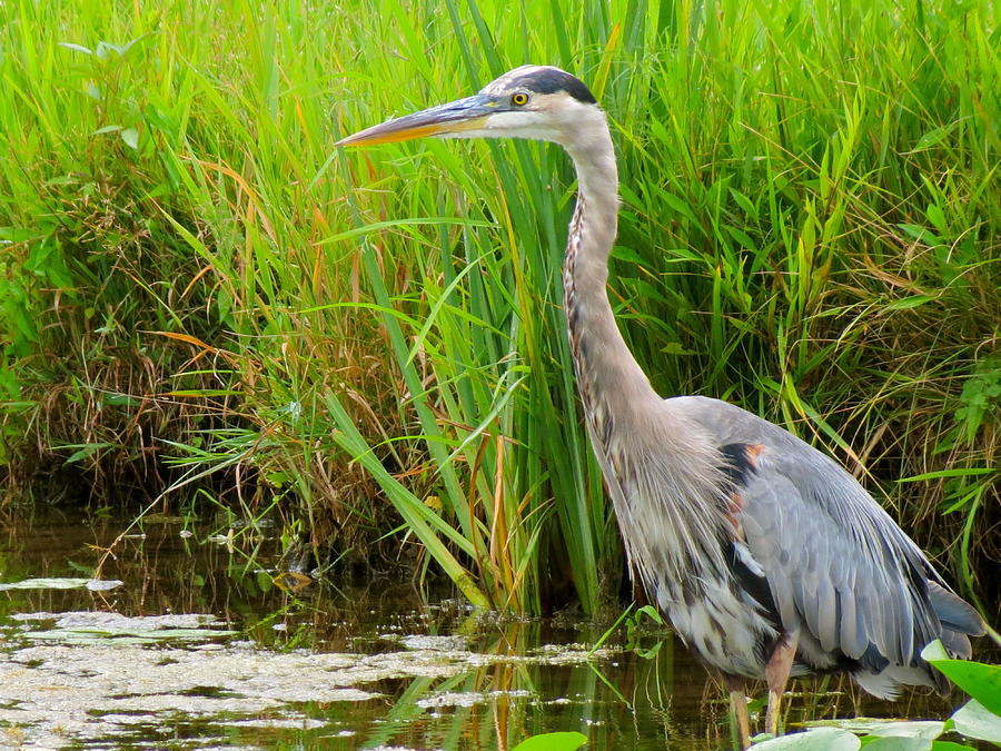Great Blue Heron Photograph by Azthet Photography