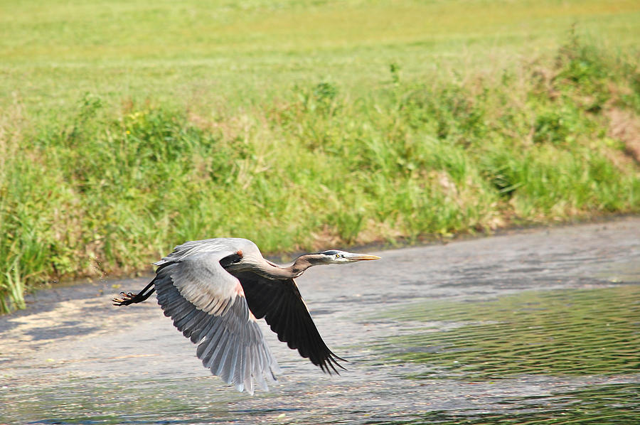 Great Blue Heron Begins Flight Photograph by Mary McAvoy