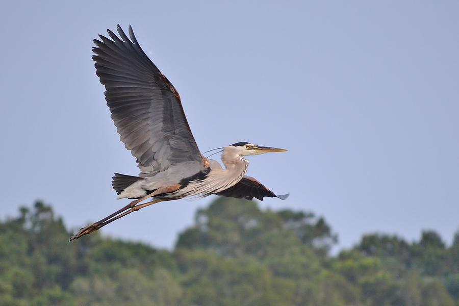 Great blue heron Photograph by Bill Hosford