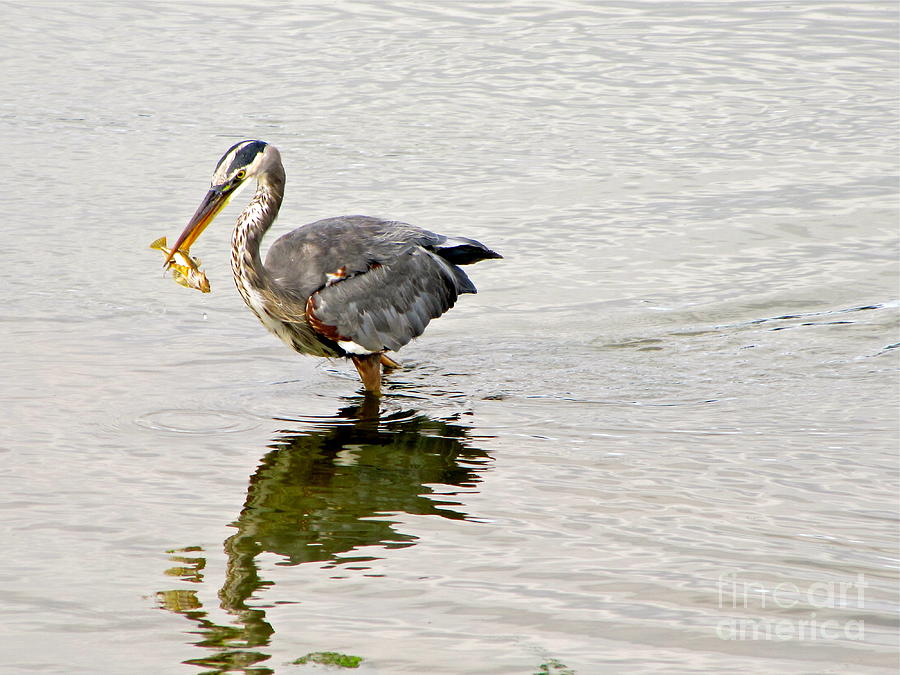 Great Blue Heron Breakfast Photograph by Sean Griffin