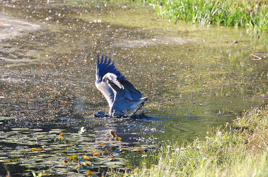 Great Blue Heron Catches Bass Photograph by Mary McAvoy