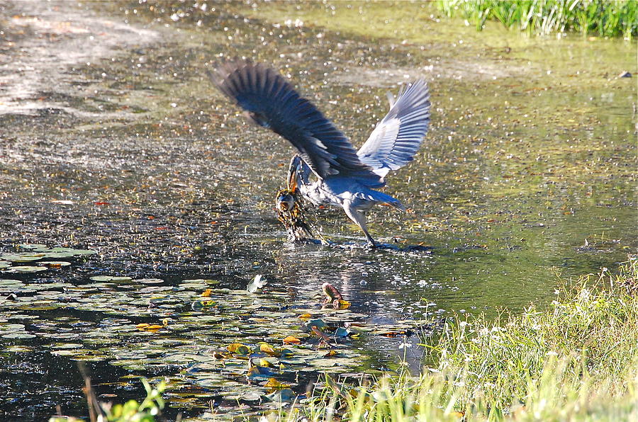 Wildlife Photograph - Great Blue Heron Catches Wide-Mouth Bass by Mary McAvoy