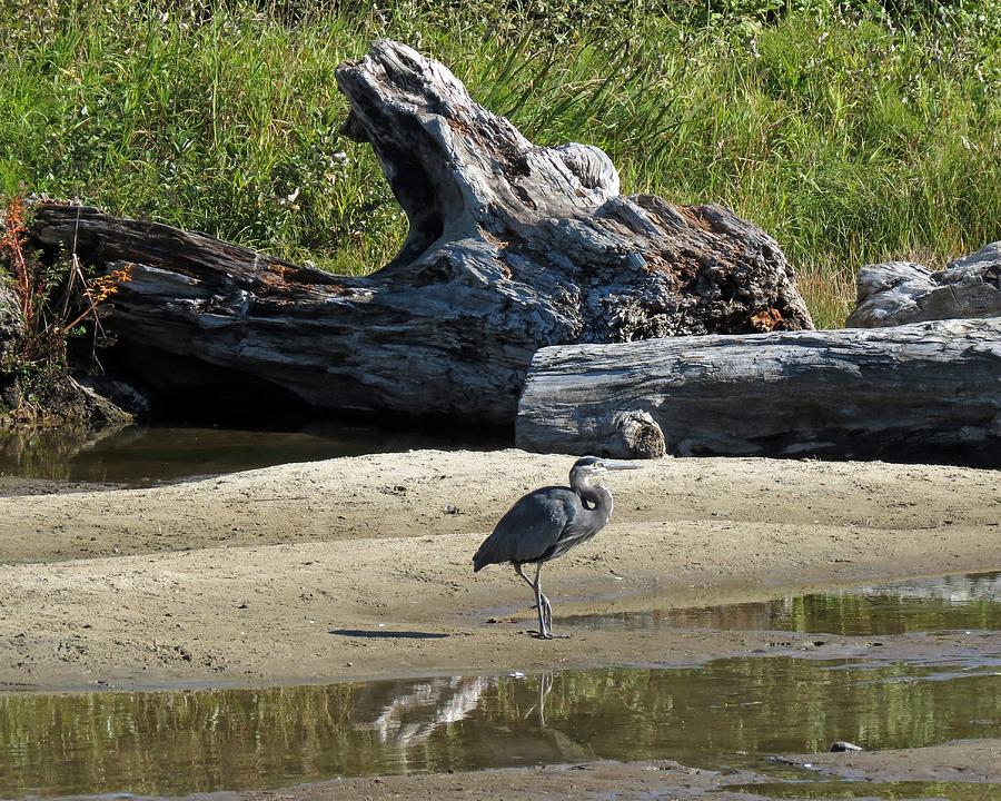 Great Blue Heron Photograph by Chris Anderson