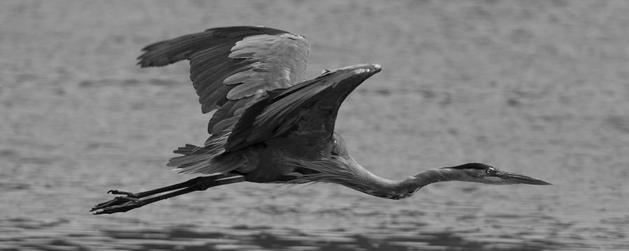 Great Blue Heron Photograph by Christopher Kulfan