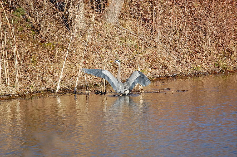 Great Blue Heron Closes Wings Photograph by Mary McAvoy