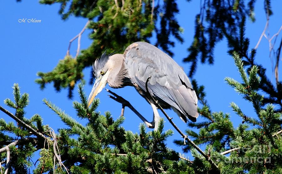 Great Blue Heron Concentration Photograph by Tap On Photo