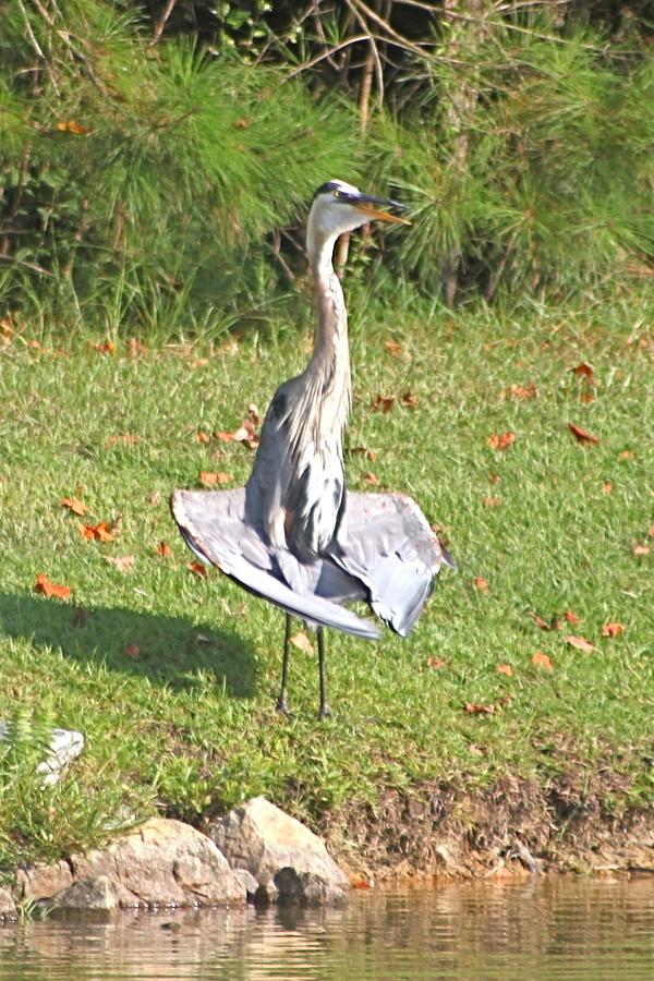 Great Blue Heron Cooling Down Photograph by Jeanne Juhos