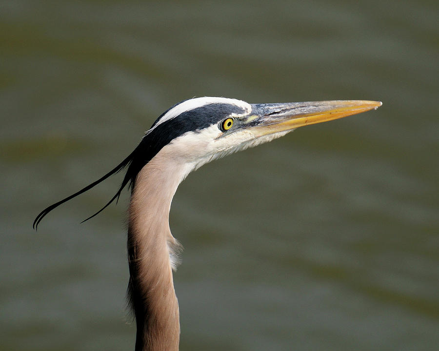 Great Blue Heron Photograph by Craig Leaper