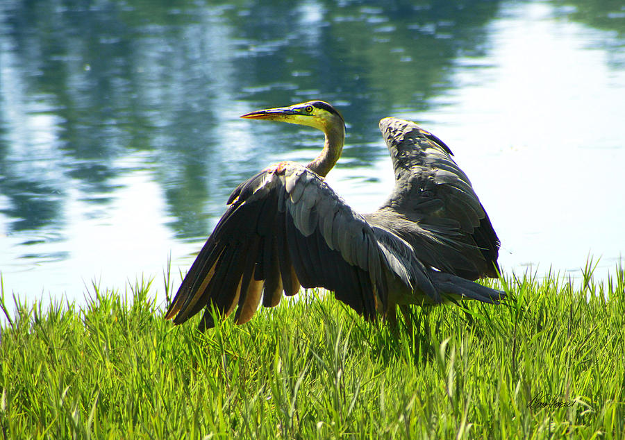 Great Blue Heron Photograph by Diana Haronis